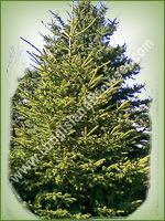 Black Hills Spruce (Picea glauca) - Long Island Holiday Christmas Tree